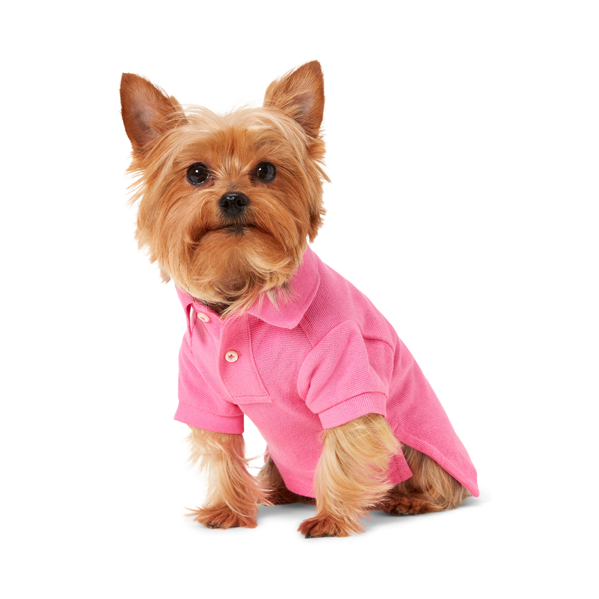Big Pony Mesh Dog Polo Shirt Ralph Lauren