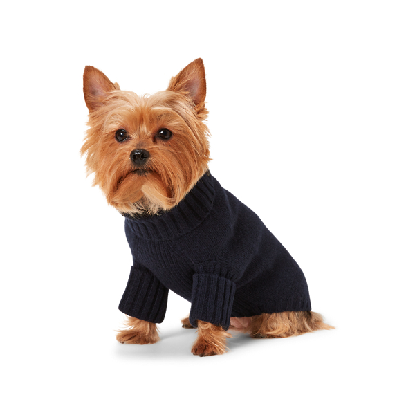 Pull chien Polo Bear laine cachemire