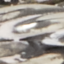 Argent