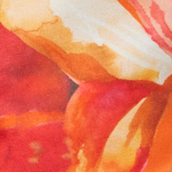 Orange Poppy Multi