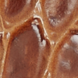 Chestnut Brown