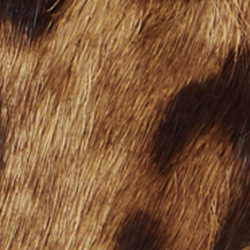 Estate Leopard